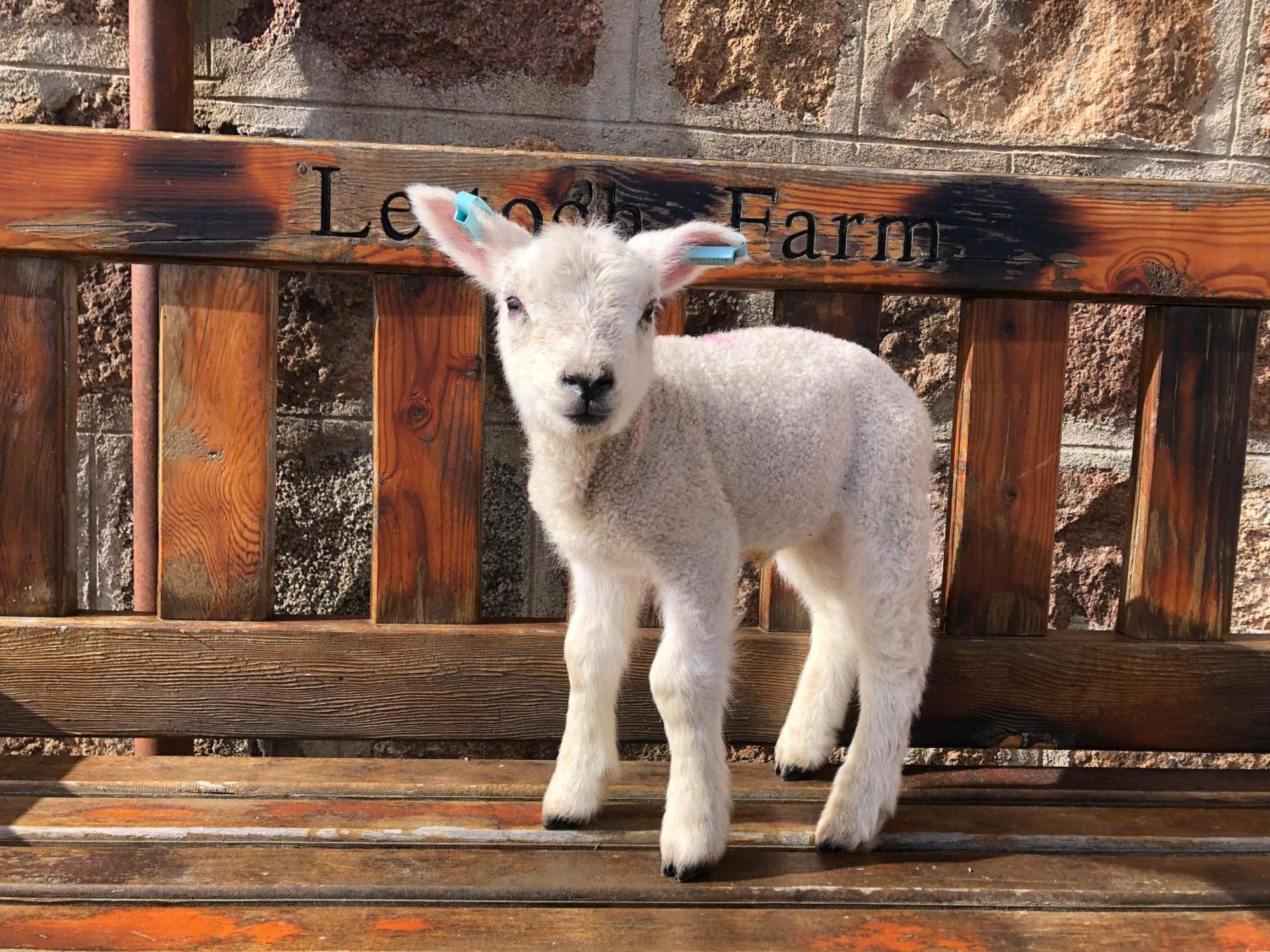 Lettoch Farm Bed & Breakfast ดัฟฟ์ทาวน์ ภายนอก รูปภาพ
